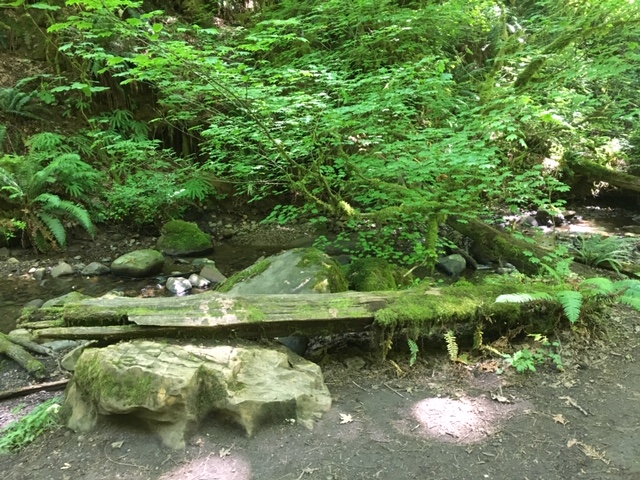 ../images/trails/primrose_loop//04 Glade by creek with mossy log.jpg